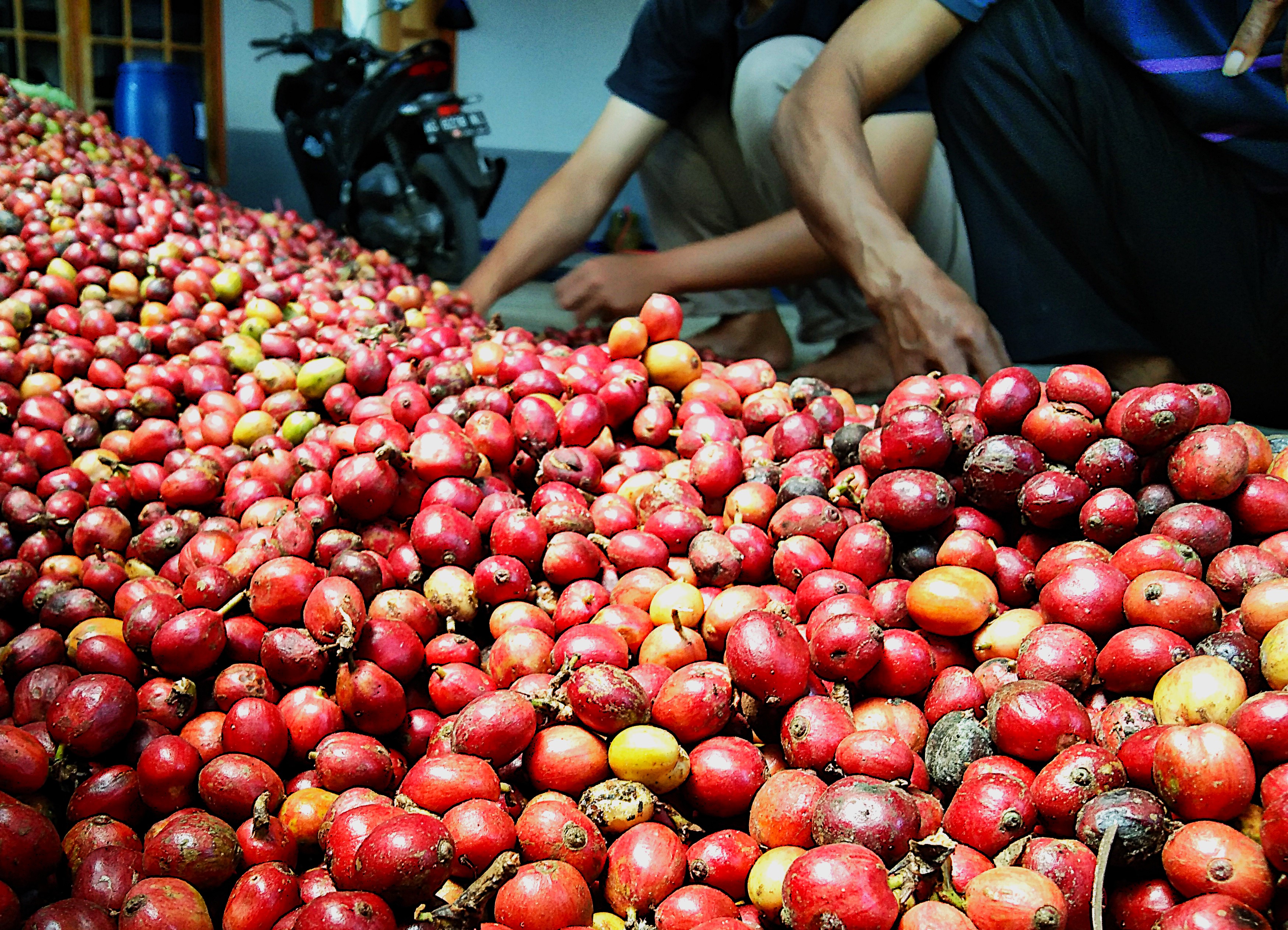 From Tree to Cup: A Slow Blitar Coffee Journey